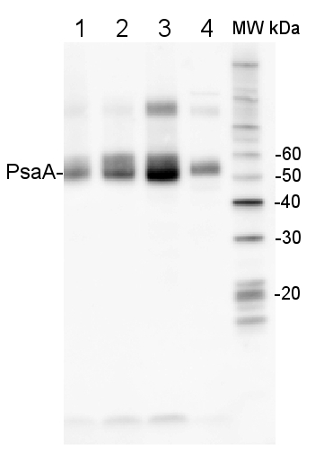 western blot using anti-PsaA antibodies
